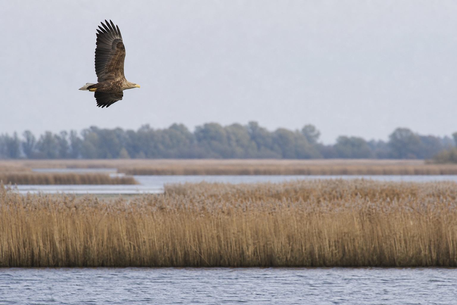 Seeadler im Flug über flachem Uferwasser eines norddeutschen Sees